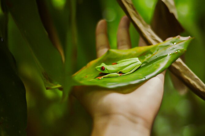 Tropical Rainforest, Hanging Bridges And Jungle Sloths Sanctuary - Wildlife Encounters and Sightings