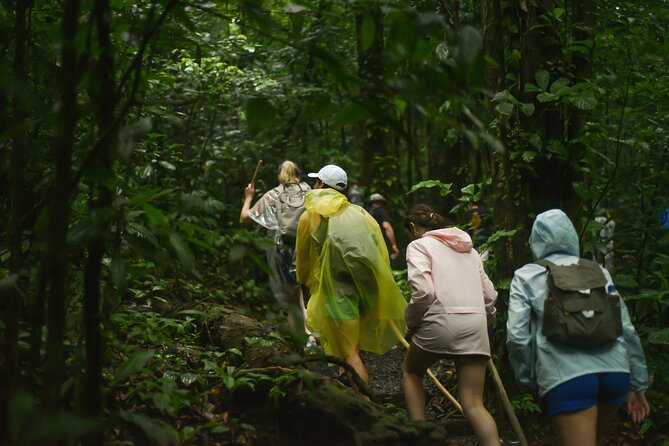 Tropical Rainforest, Hanging Bridges And Jungle Sloths Sanctuary - Hanging Bridges and Rainforest Views