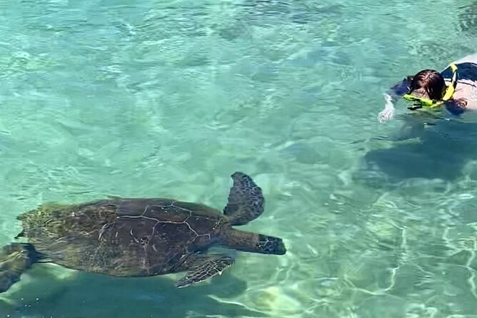 Tropical Reef & Wildlife Boat Snorkel Adventure - Health and Safety Guidelines
