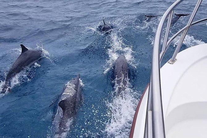 Tropical Reef & Wildlife Boat Snorkel Adventure - Booking and Cancellation Policy