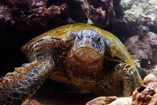 Tropical Reef & Wildlife Boat Snorkel Adventure - Discover Vibrant Underwater Ecosystems