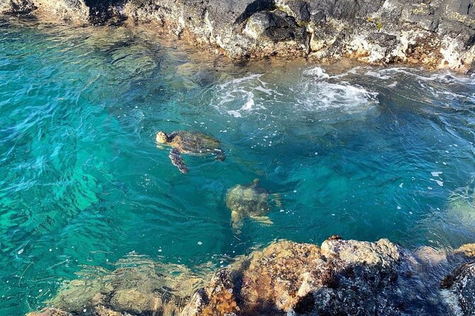 Tropical Reef & Wildlife Boat Snorkel Adventure - Spotting Playful Spinner Dolphins