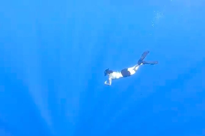 Tropical Reef & Wildlife Boat Snorkel Adventure - Diverse Marine Life Encounters