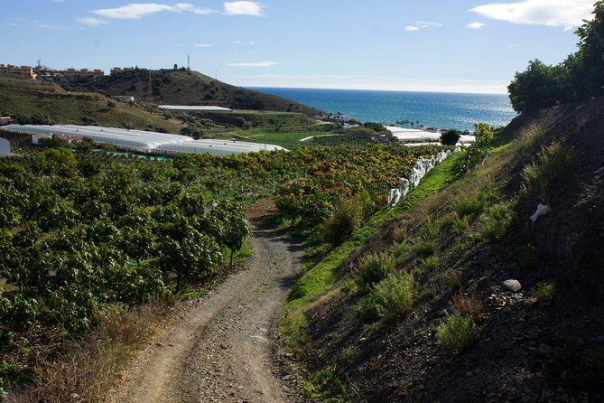 Tropical Route, Avocados and Mangoes - Small Group, Tasting and Lunch Included - Good To Know