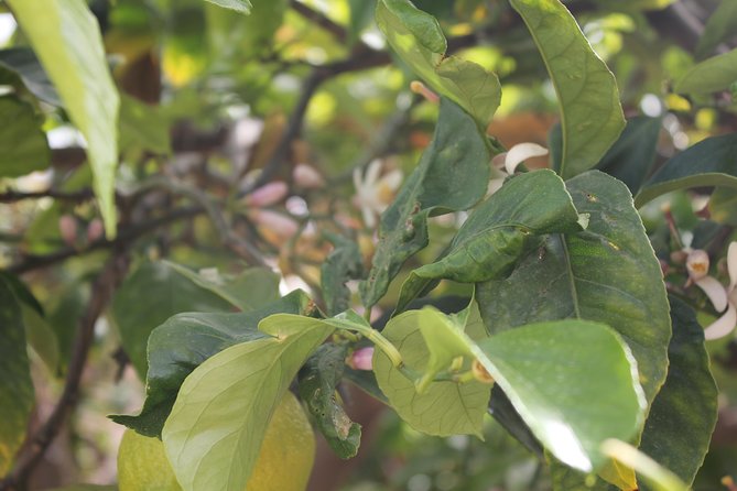 Tropical Route, Avocados and Mangoes - Small Group, Tasting and Lunch Included - Inclusions