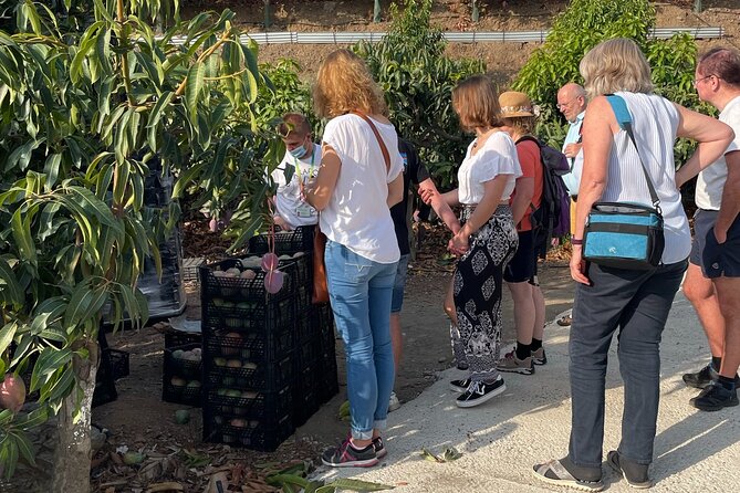 Tropical Route, Avocados and Mangoes - Small Group, Tasting and Lunch Included - Dietary Accommodations