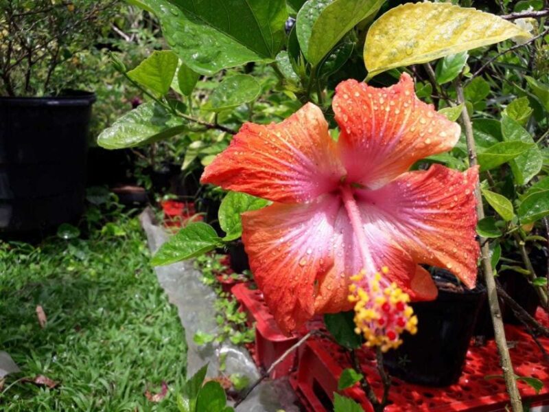 Tropically Yours Waterfall Nature Hike. - Customer Reviews and Feedback