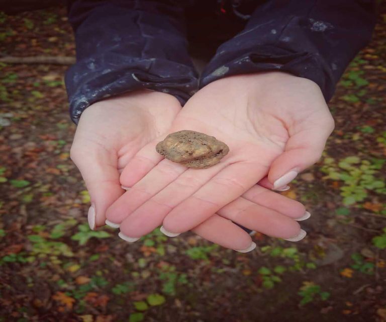 Truffle Experience & Wine Brunch in the Cellar - Truffle Hunting Experience