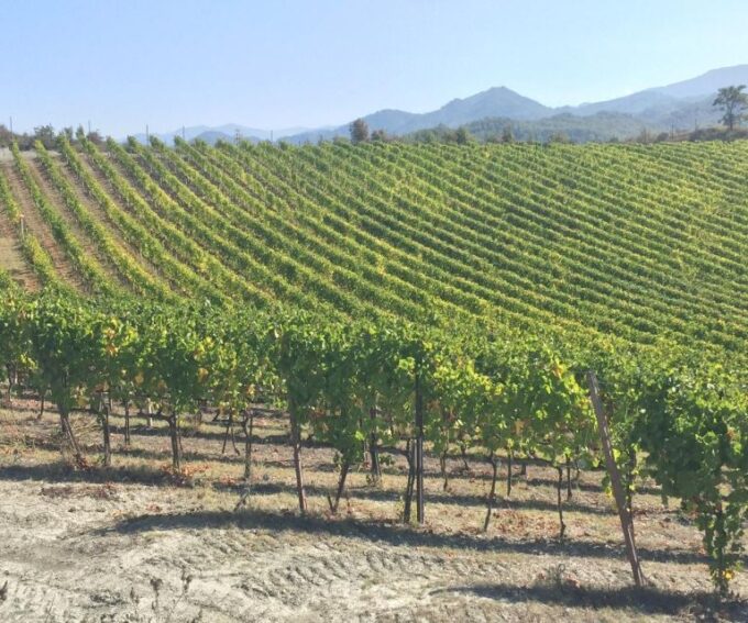 Truffle Experience & Wine Brunch in the Cellar - Languages and Group Size