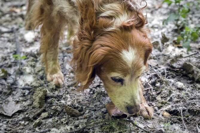 Truffle Hunt and Barolo Wine Tasting - Traveler Reviews and Experiences