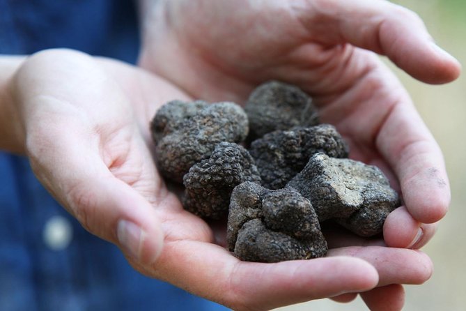 Truffle Hunt & Barolo Wine Tasting - Transportation and Accessibility