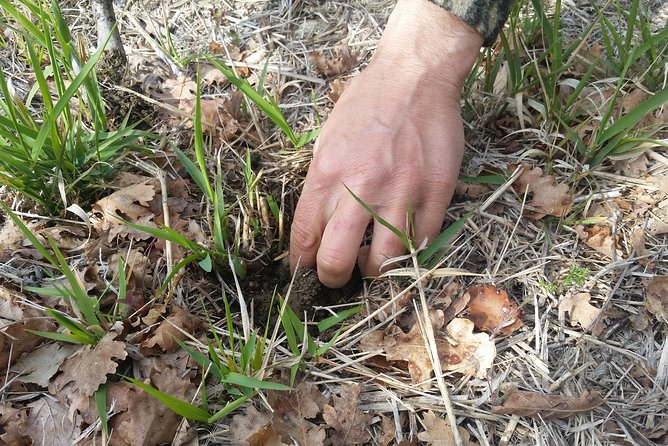 Truffle Hunt & Bio Lunch in Assisi - Culinary Journey