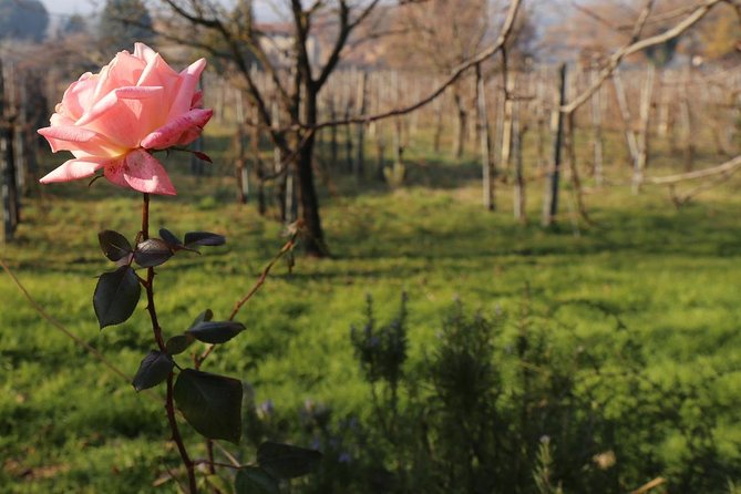 Truffle Hunt & Bio Lunch in Assisi - Exploring Assisis Countryside