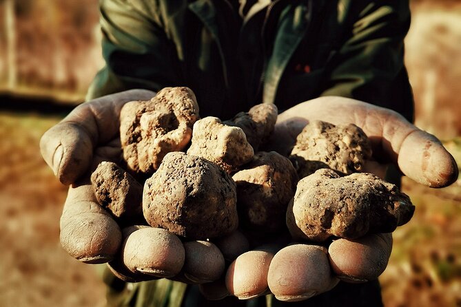 Truffle Hunting and Cheese, Truffle & Wine Tasting Near Alba - Wine Tasting at Winery