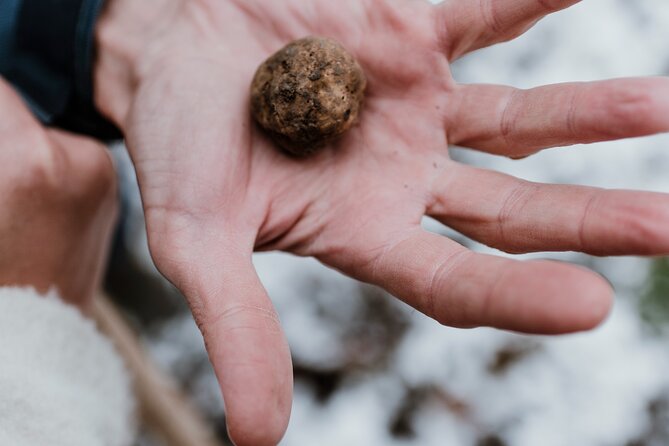 Truffle Hunting and Cheese, Truffle & Wine Tasting Near Alba - Inclusions and Exclusions