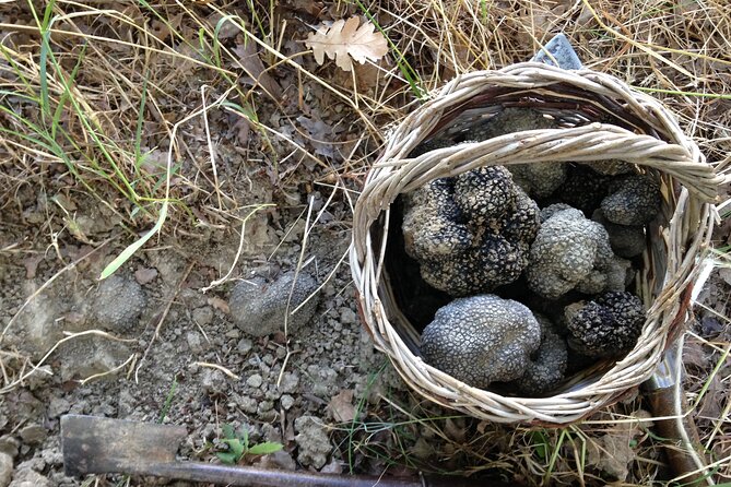 Truffle Hunting and Handmade Pasta in Ascoli Piceno - Tasting Local Wines and Beverages