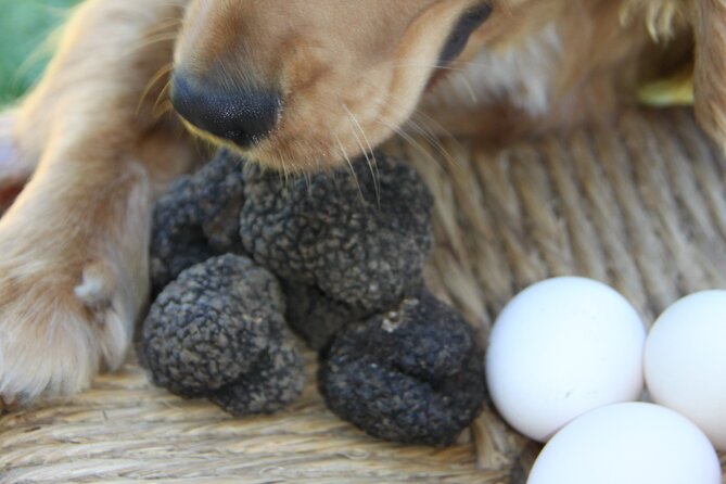 Truffle Hunting and Handmade Pasta in Ascoli Piceno - Additional Experience Highlights