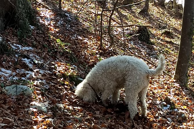 Truffle Hunting and Lunch Experience in a Restaurant - Lunch With Found Truffles