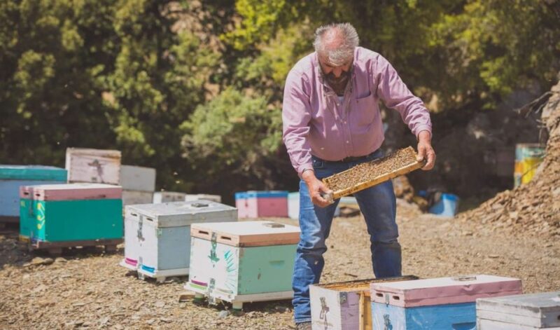 Truffle Hunting, Culinary & Wine Celebration From Heraklion - Key Points
