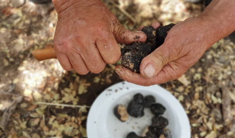 Truffle Hunting, Culinary & Wine Celebration From Heraklion - Cretan Black Truffle Cooking Demonstration