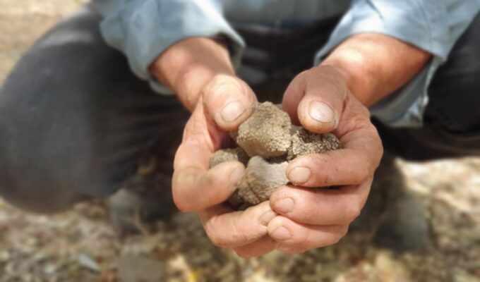 Truffle Hunting, Culinary & Wine Celebration From Heraklion - Ancient Monastery Exploration