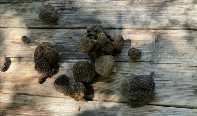 Truffle Hunting, Culinary & Wine Celebration From Heraklion - Private Transportation and Concierge Services