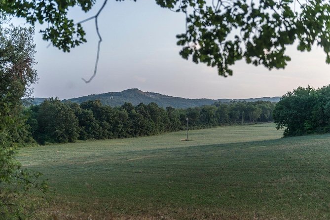Truffle Hunting - Additional Information for the Truffle Hunt
