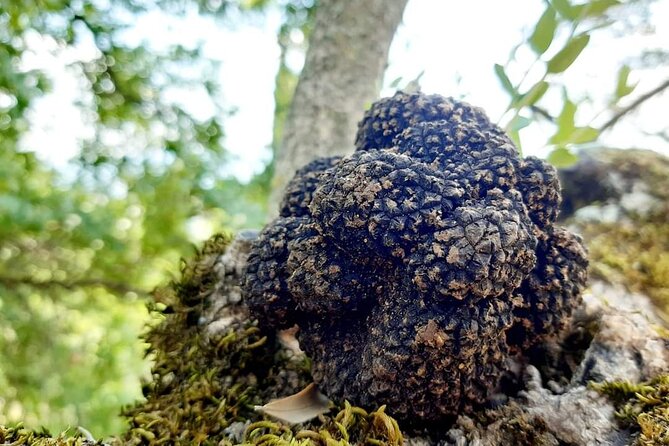 Truffle Hunting Experience in Assisi - Good To Know