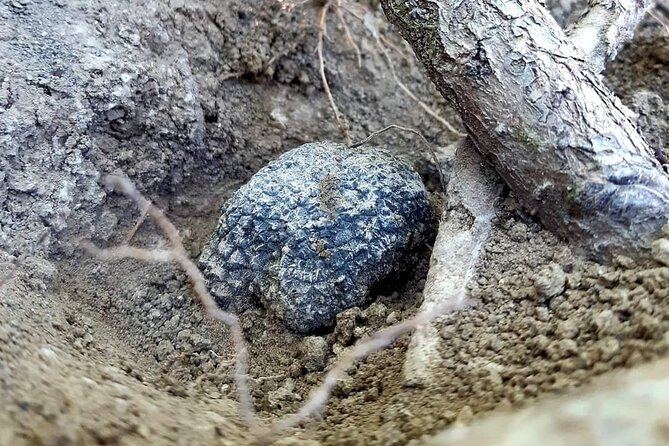 Truffle Hunting Experience in Assisi - Highlights of the Tour