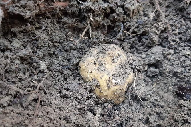 Truffle Hunting Experience in Assisi - Meeting Point and Logistics
