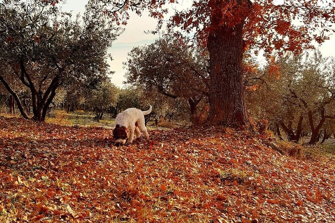 Truffle Hunting Experience in Assisi - Unique Aspects and Family-Friendly