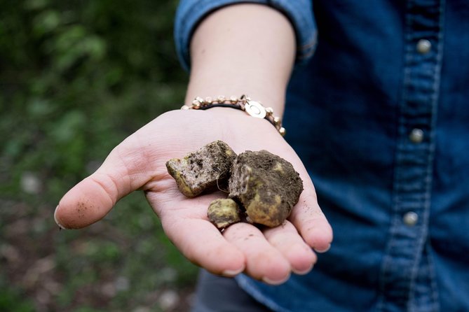 Truffle Hunting + Gourmet Tasting (Transfer Included) - Meeting and Pickup Details