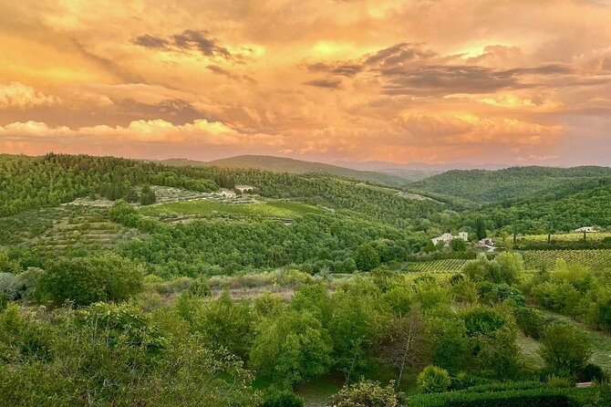 Truffle Hunting: Guided Tour and Pasta Cooking With Lunch - Discovering the Truffle Hunters