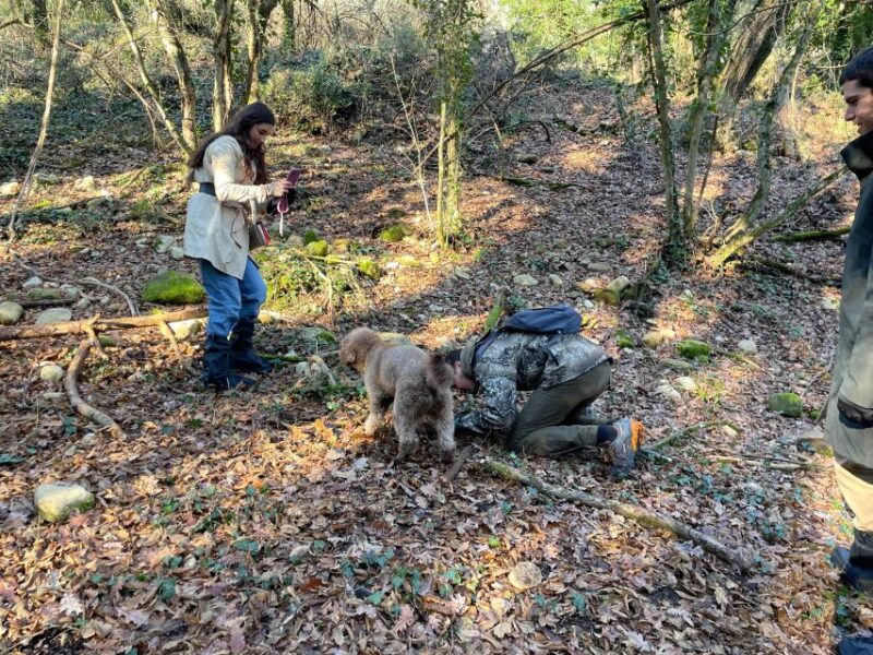 Truffle Hunting in Chianti With Pasta Cookingclass and Lunch - Key Points