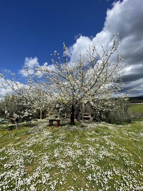 Truffle Hunting in Chianti With Pasta Cookingclass and Lunch - Frequently Asked Questions