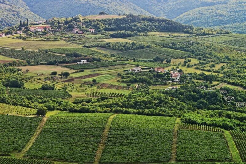 Truffle Hunting in Istria Private Experience - Inclusions