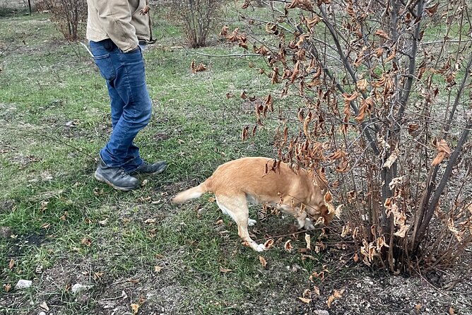 Truffle Hunting in Kyustendil - Culinary Highlights