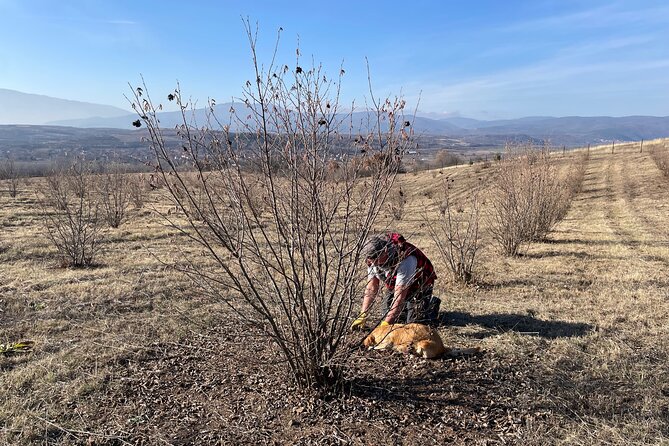 Truffle Hunting in Kyustendil - Guest Experiences