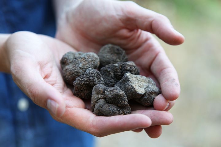 Truffle Hunting in Provence - Inclusions