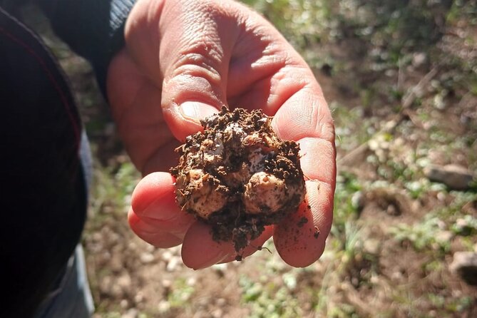 Truffle Hunting in the Sicani Mountains: a Unique Experience in Sicily - About Your Stay
