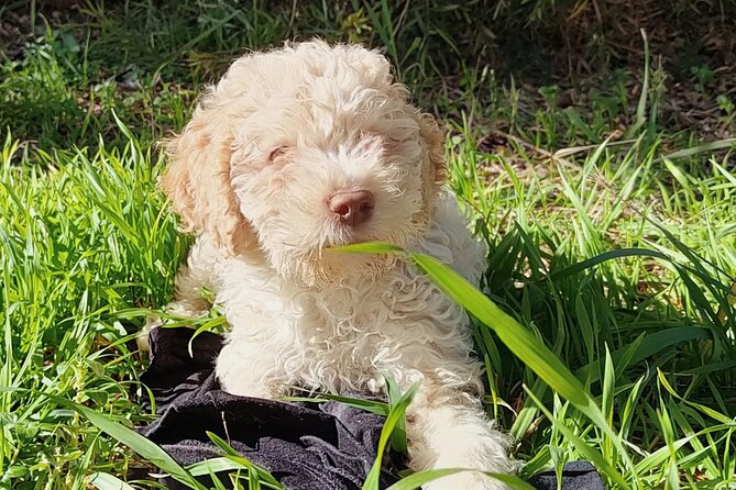 Truffle Hunting in the Sicani Mountains: a Unique Experience in Sicily - Customer Experiences and Highlights