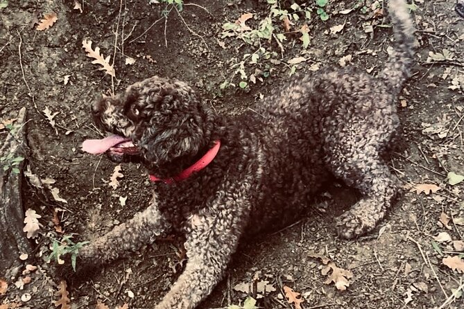Truffle Hunting in Tuscany - Tour Group Size