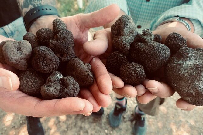 Truffle Hunting in Tuscany - Price and Guarantee