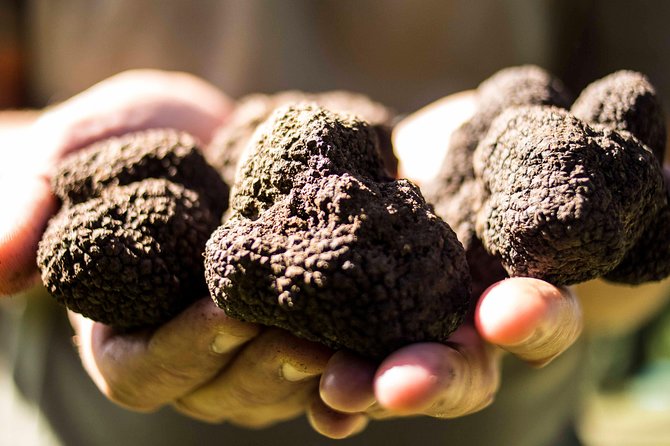 Truffle Hunting on Lake Bracciano With Lunch - Truffle Hunting With Matteo and His Dogs