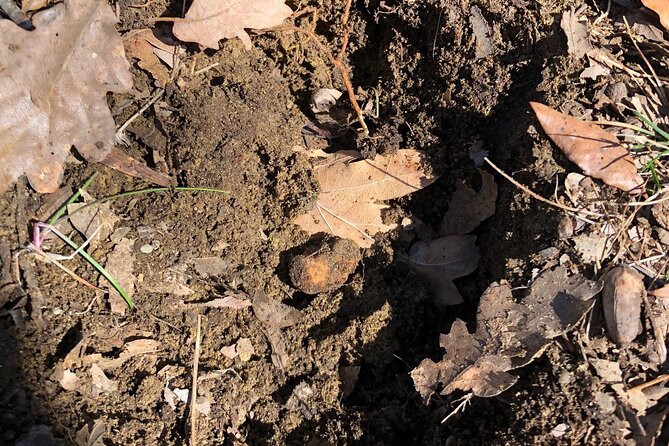 Truffle Hunting & Tasting in San Miniato Tuscany With Dogs - Booking and Cancellation Policy
