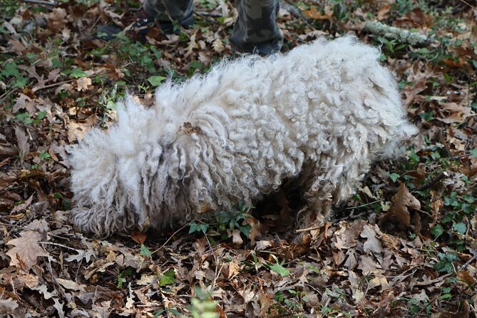 Truffle Hunting & Tasting in San Miniato Tuscany With Dogs - Dietary Accommodations and Requests