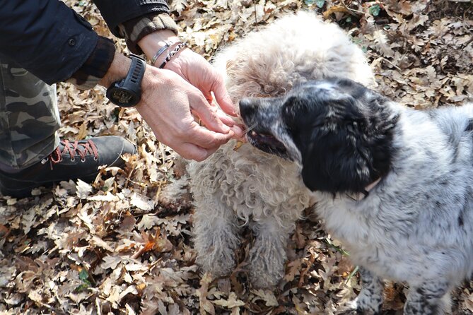 Truffle Hunting & Tasting in San Miniato Tuscany With Dogs - Memorable Interactions With Hosts