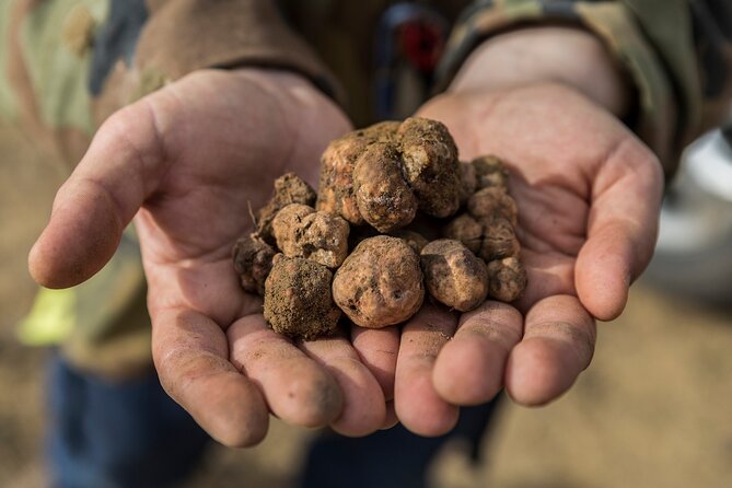 Truffle Hunting & Truffle Cooking Class - Truffle-Infused Dinner Course