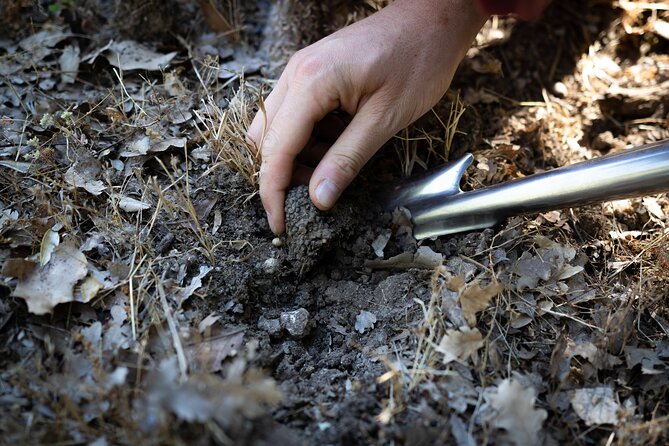 Truffle Hunting & Truffle Cooking Class - Truffle Hunting Memories