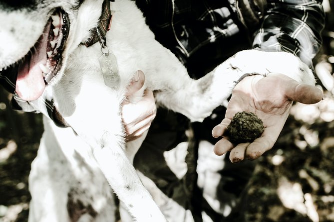 Truffle Hunting With Tasting - Key Points